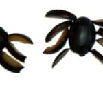 Edible spiders made from black olives